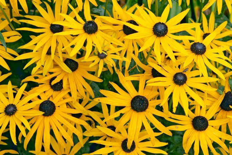 Rudbeckia Fulgida Var Sullivantii Goldsturm Black Eyed Susan 8083